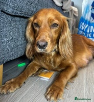 Cocker Spaniel dogs KC Registered Working Cocker Spaniel - Advert 7