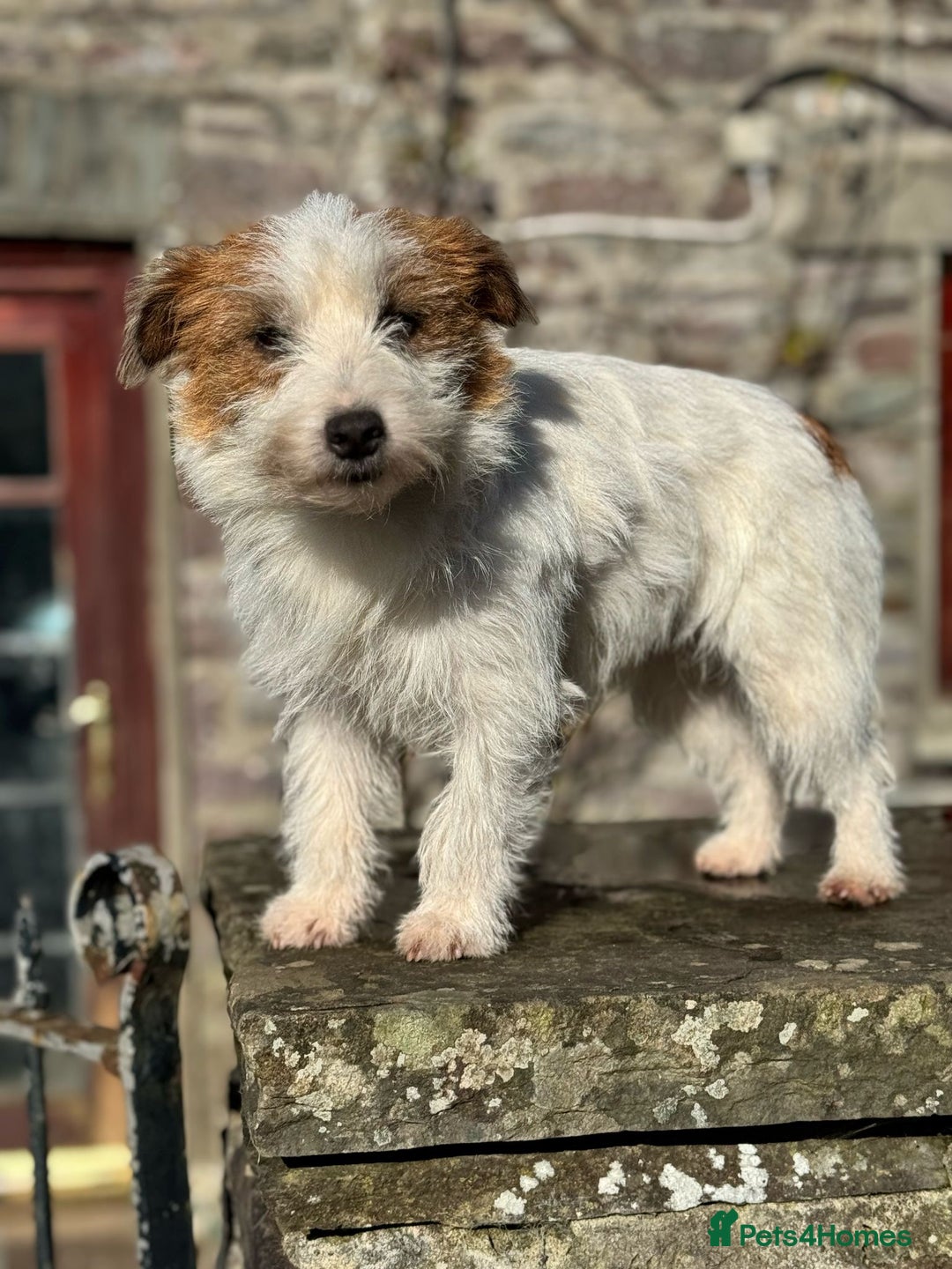 Jack Russell dogs for sale: KC registered  rough coated Jack Russell pups - Advert 19