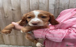 Cocker Spaniel dogs for sale: Make Working cocker spaniel puppies  - Image 19