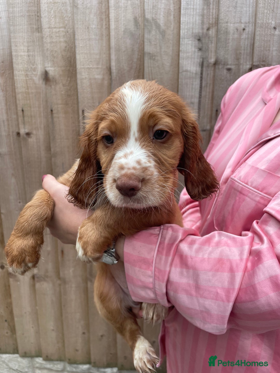 Cocker Spaniel dogs for sale: Make Working cocker spaniel puppies  - Image 19