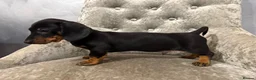 Miniature Dachshund dogs for sale: REDUCED Venus Rocket and Comet piebald dachshunds  - Advert 24