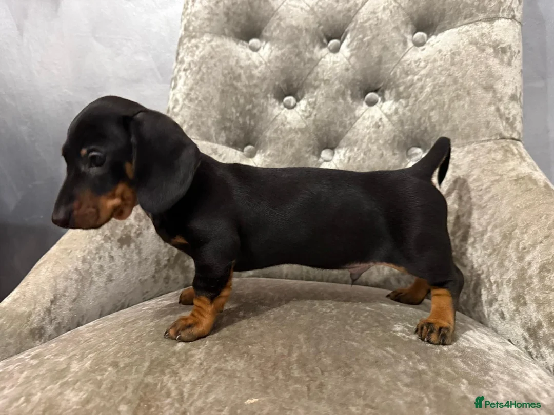 Miniature Dachshund dogs for sale: REDUCED Venus Rocket and Comet piebald dachshunds  - Advert 24