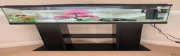 Axolotl reptiles for sale: Albino axolotl, tank and stand for sale in Tonbridge - Advert 4