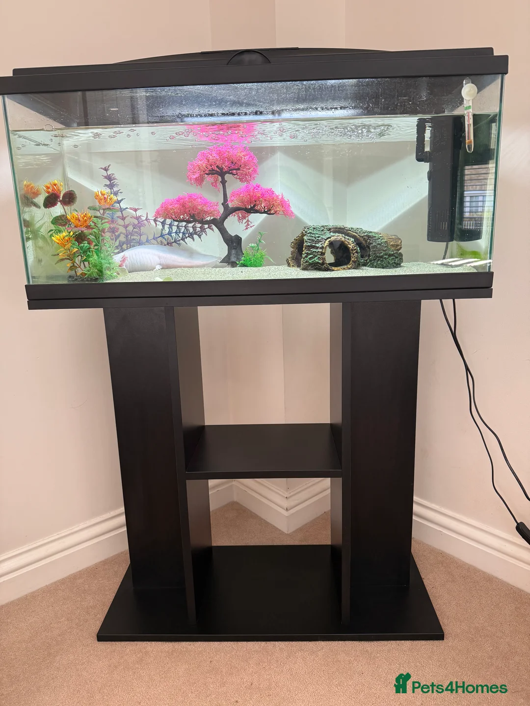 Axolotl reptiles for sale: Albino axolotl, tank and stand for sale in Tonbridge - Advert 4