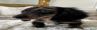 Miniature Dachshund 1