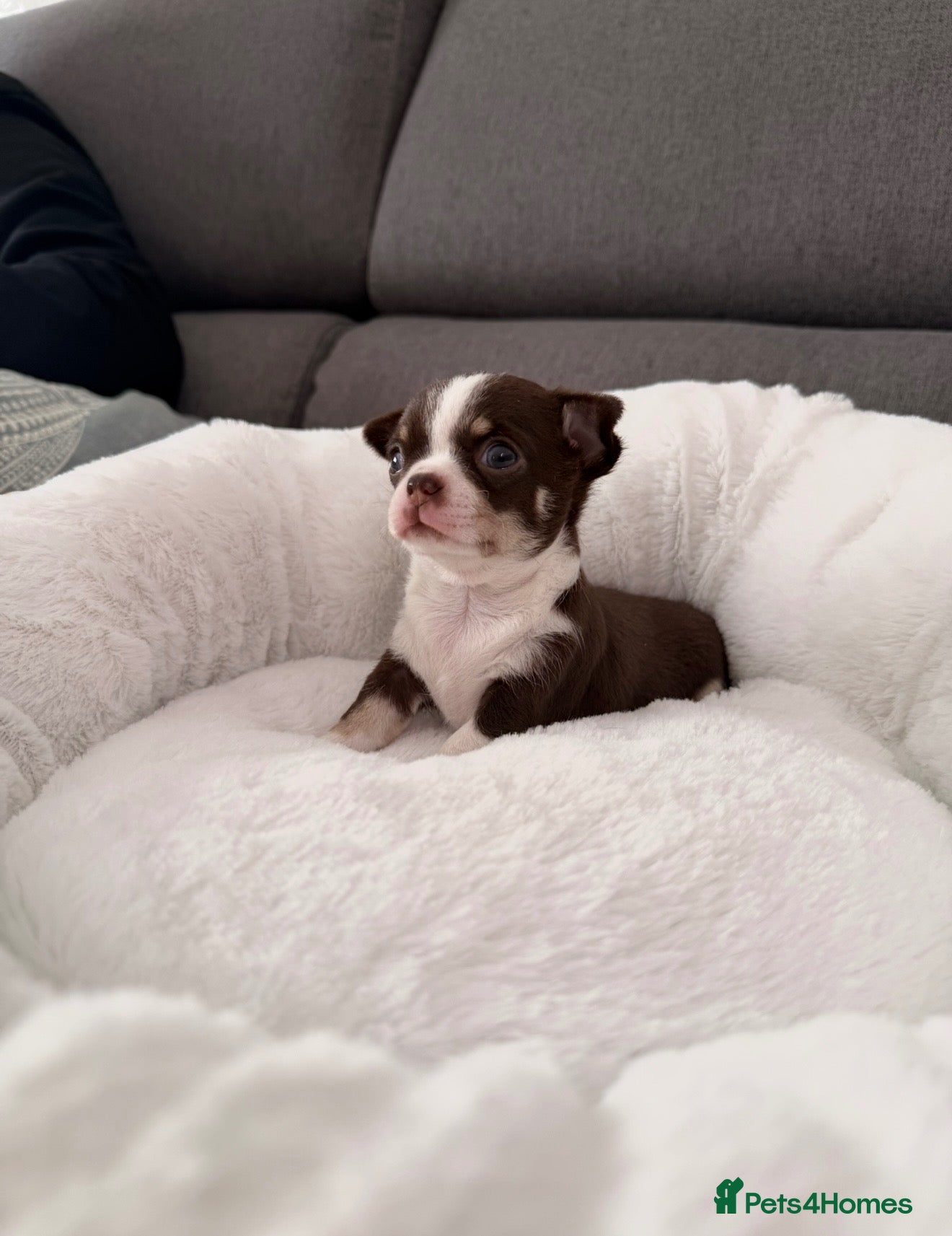 Chihuahua dogs 🔥  Chihuahua puppy's 🔥 - Advert 1