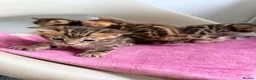 Bengal cats for sale: Beautiful Bengal Kittens – 1 Male & 3 Females 🐈😻 in London - Advert 2