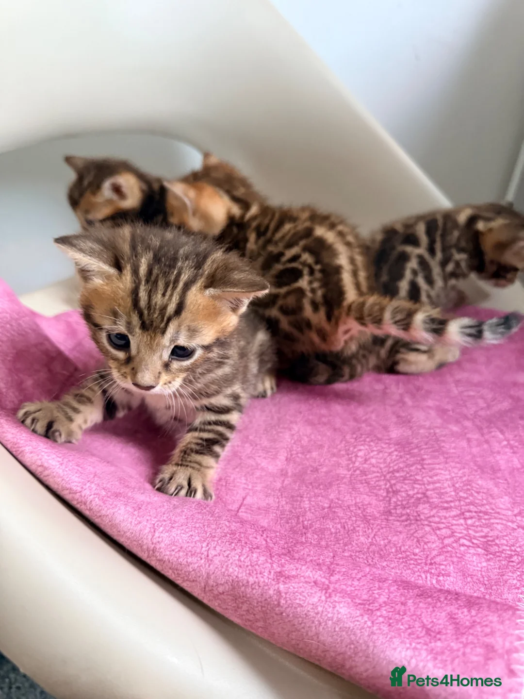 Bengal cats for sale: Beautiful Bengal Kittens – 1 Male & 3 Females 🐈😻 in London - Advert 2