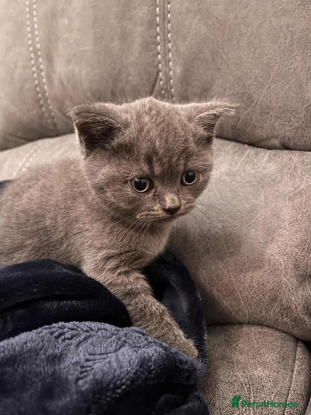 British Shorthair cats for sale: Pedigree BSH fluff balls  - Advert 5