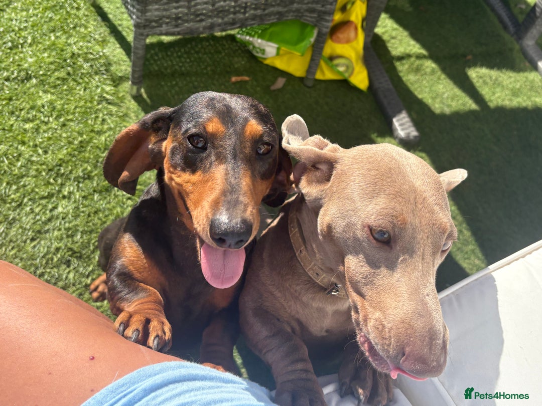 Miniature Dachshund dogs for sale: Beautiful fur babies  in Willenhall - Image 4