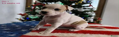 Staffordshire Bull Terrier Puppy 5