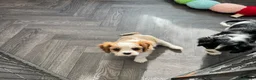 Cavalier King Charles Spaniel dogs for sale: stunning health tested cavalier king charles pups - Advert 6