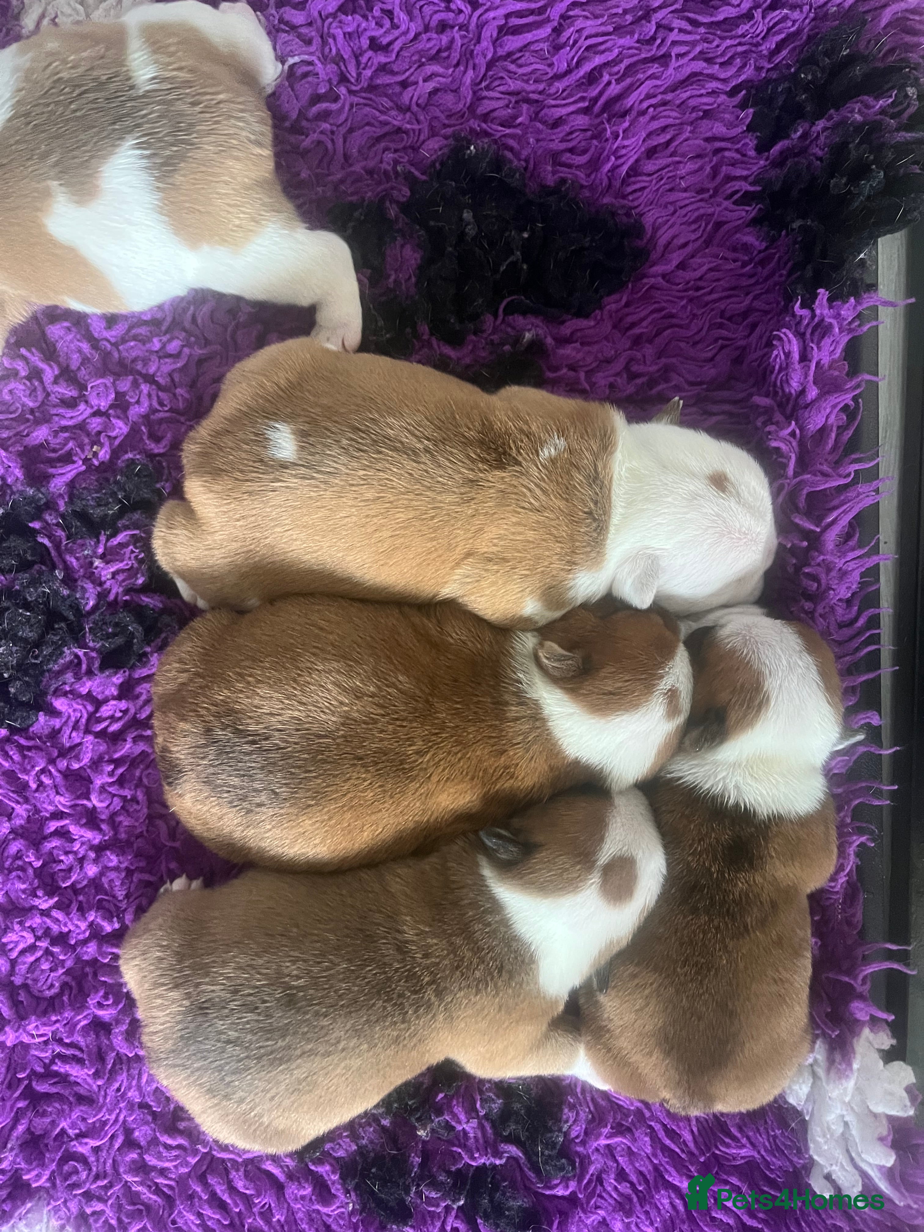 English Bulldog dogs traditional bulldogs silver health tested parents  - Advert 2