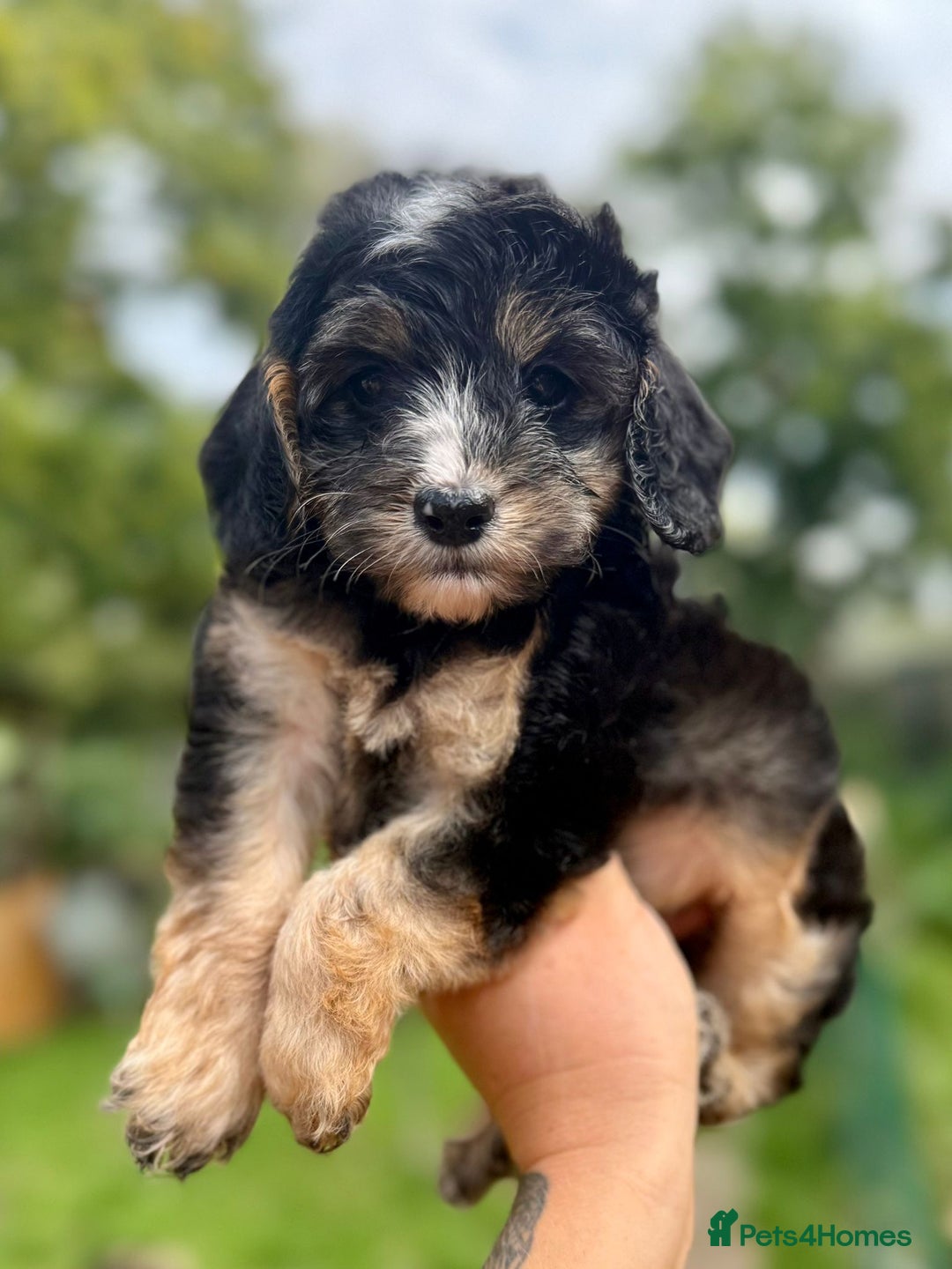 Cockapoo dogs for sale: ✨ Quality F2 Cockapoos ✨ Reputable Breeder  - Image 7