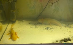 Axolotl reptiles for sale: Breeding pair of Axolotls  - Image 4