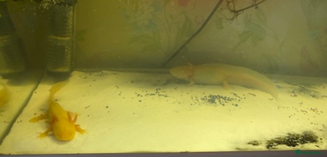 Axolotl reptiles for sale: Breeding pair of Axolotls  - Image 4