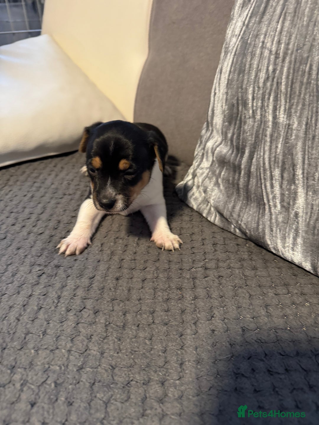 Jack Russell dogs for sale: Jack Russel puppies  - Advert 11