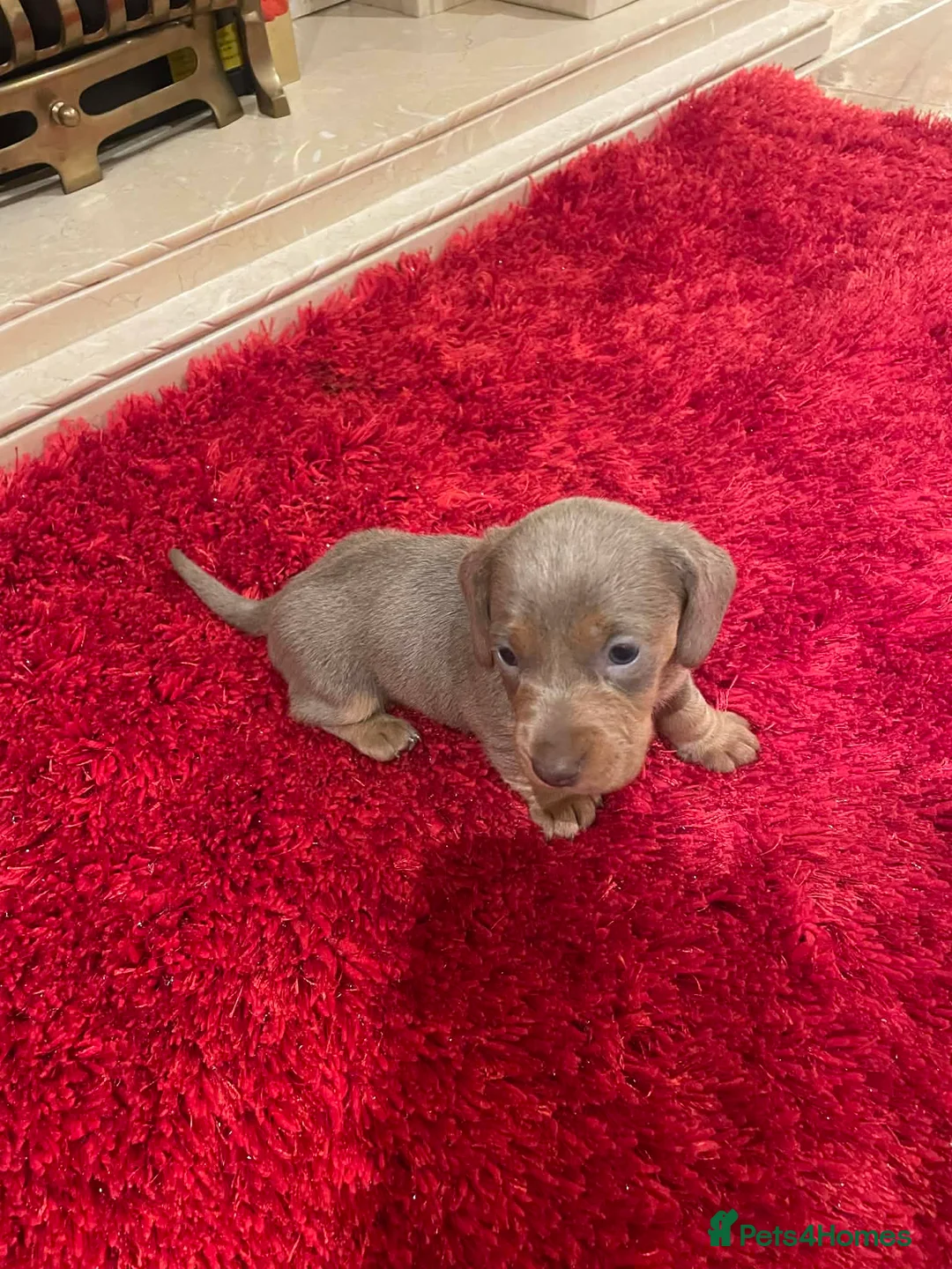 Dachshund dogs for sale: Full breed dachshund  - Advert 4