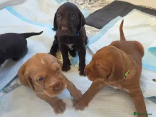 Mixed Breed dogs 3 left Wirehaired Pointer hybrid x Lab puppies - Advert 3