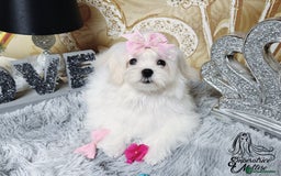 Maltese dogs for sale: Emperatrice Maltese-Korean Line Show Maltese KC Re - Advert 34