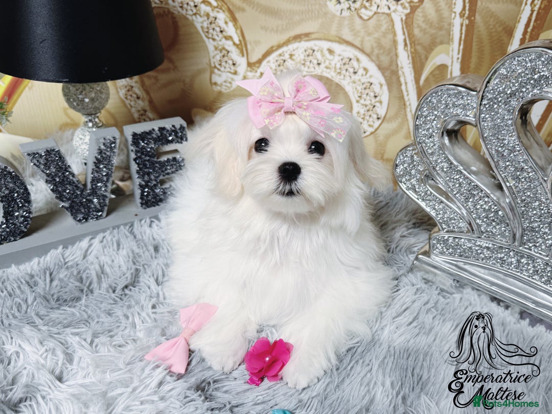 Maltese dogs for sale: Emperatrice Maltese-Korean Line Show Maltese KC Re - Advert 34