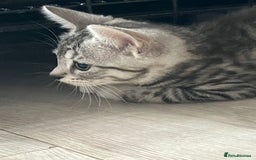 Russian Blue cats for sale: Silver tabby black tabby kittens  - Image 1