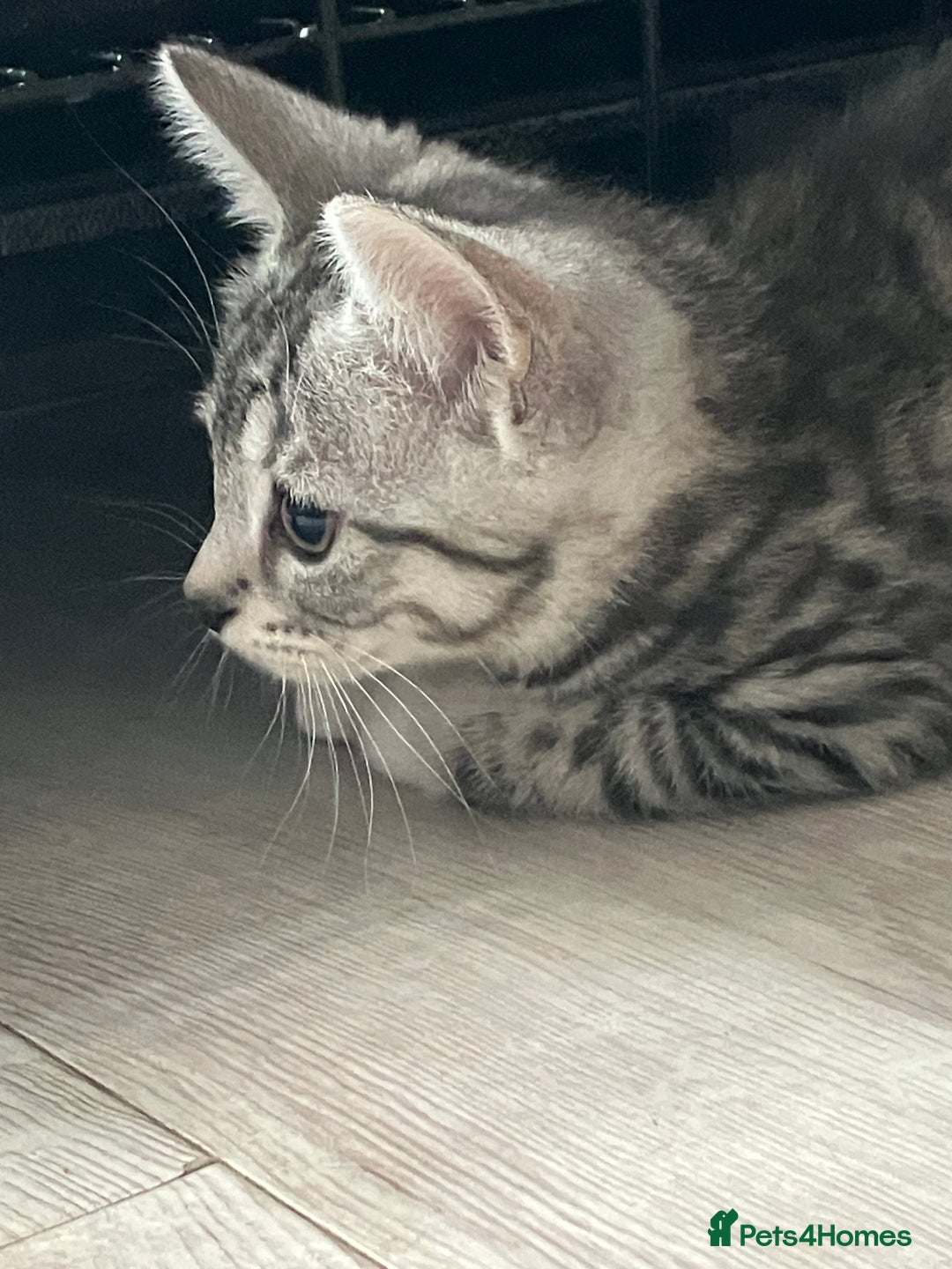 Russian Blue cats for sale: Silver tabby black tabby kittens  - Image 1