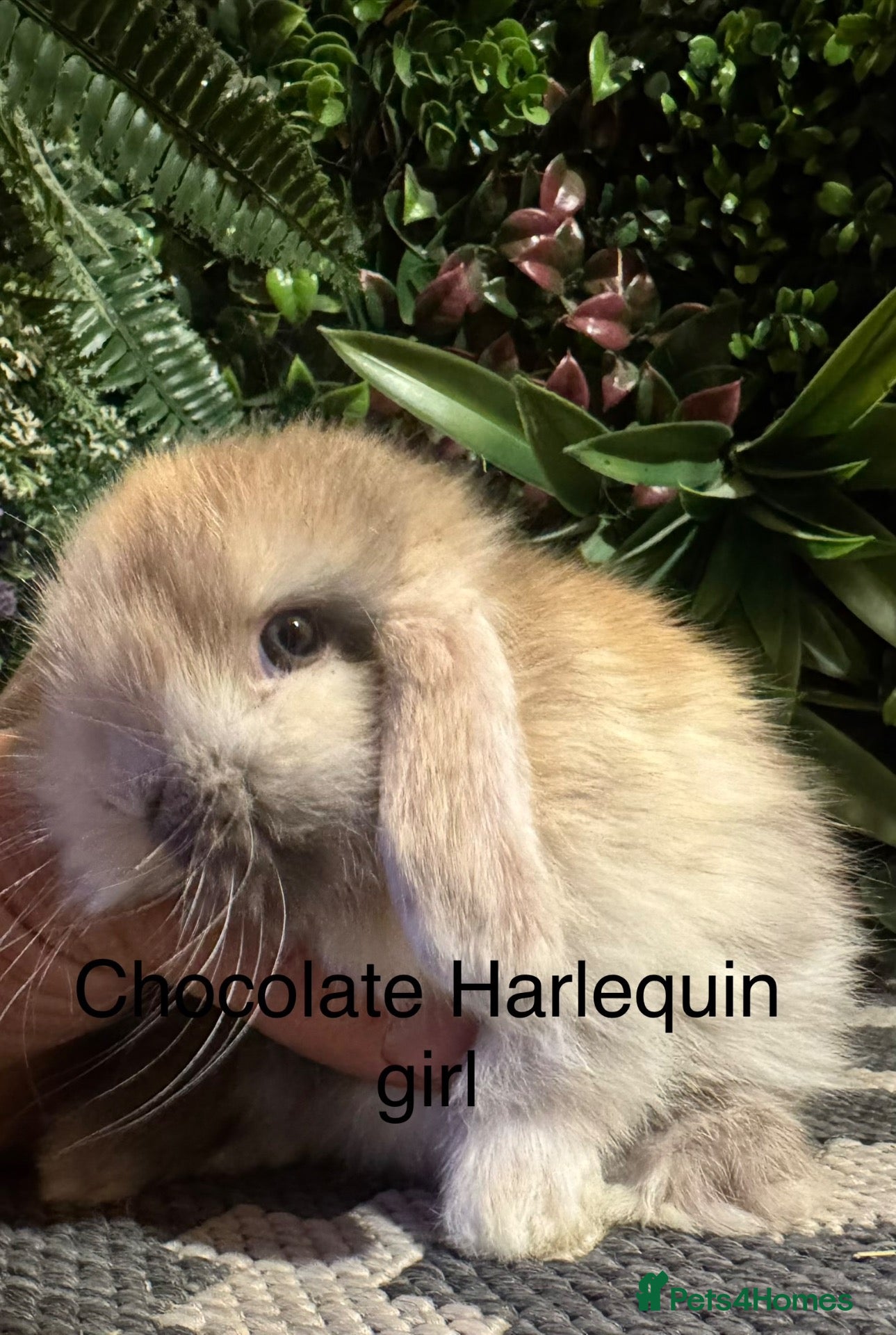 Mini Lop rabbits Superb pure bred mini lops available  - Advert 2