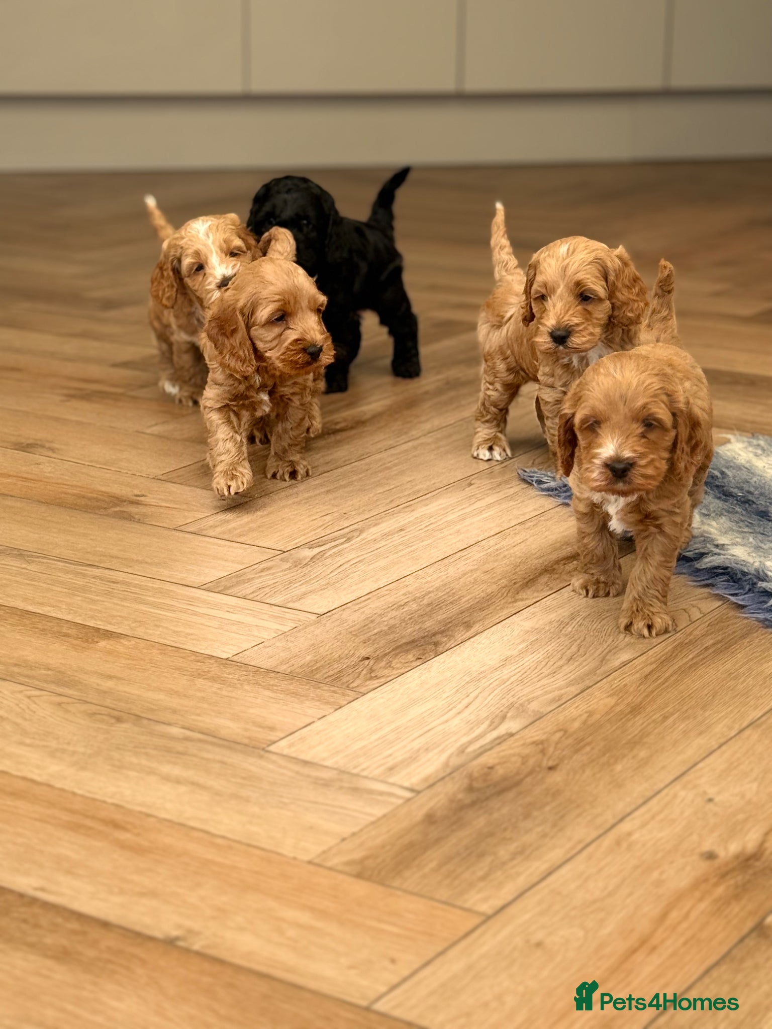 Cockapoo dogs F1 show line cockapoo puppies - Advert 6