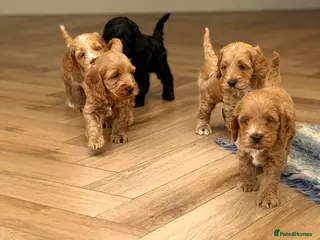 Cockapoo dogs F1 show line cockapoo puppies - Advert 6