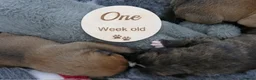 Mixed Breed dogs for sale: Beautiful Ozzy looking for his forever home in Dursley - Advert 13