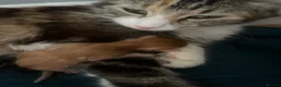 Domestic Shorthair cats for sale: Kittens looking for a loving home in Slough - Advert 2