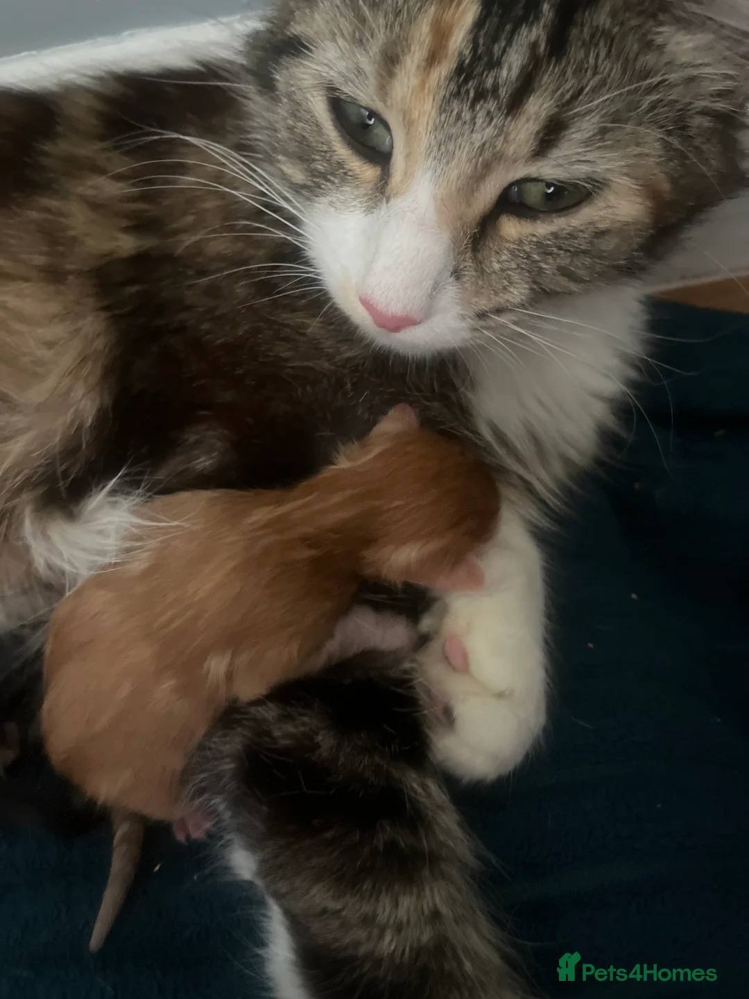 Domestic Shorthair cats for sale: Kittens looking for a loving home in Slough - Advert 2