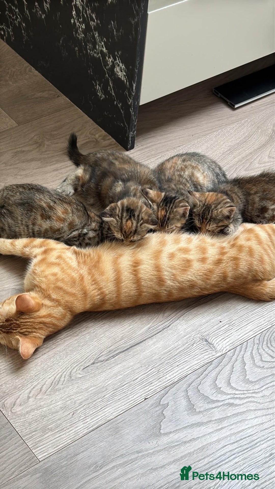 Toyger cats 3 Baby Toyger Kittens Looking For New Homes - Advert 3