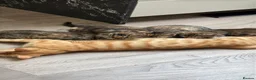 Toyger cats for sale: 3 Baby Toyger Kittens Looking For New Homes - Advert 1