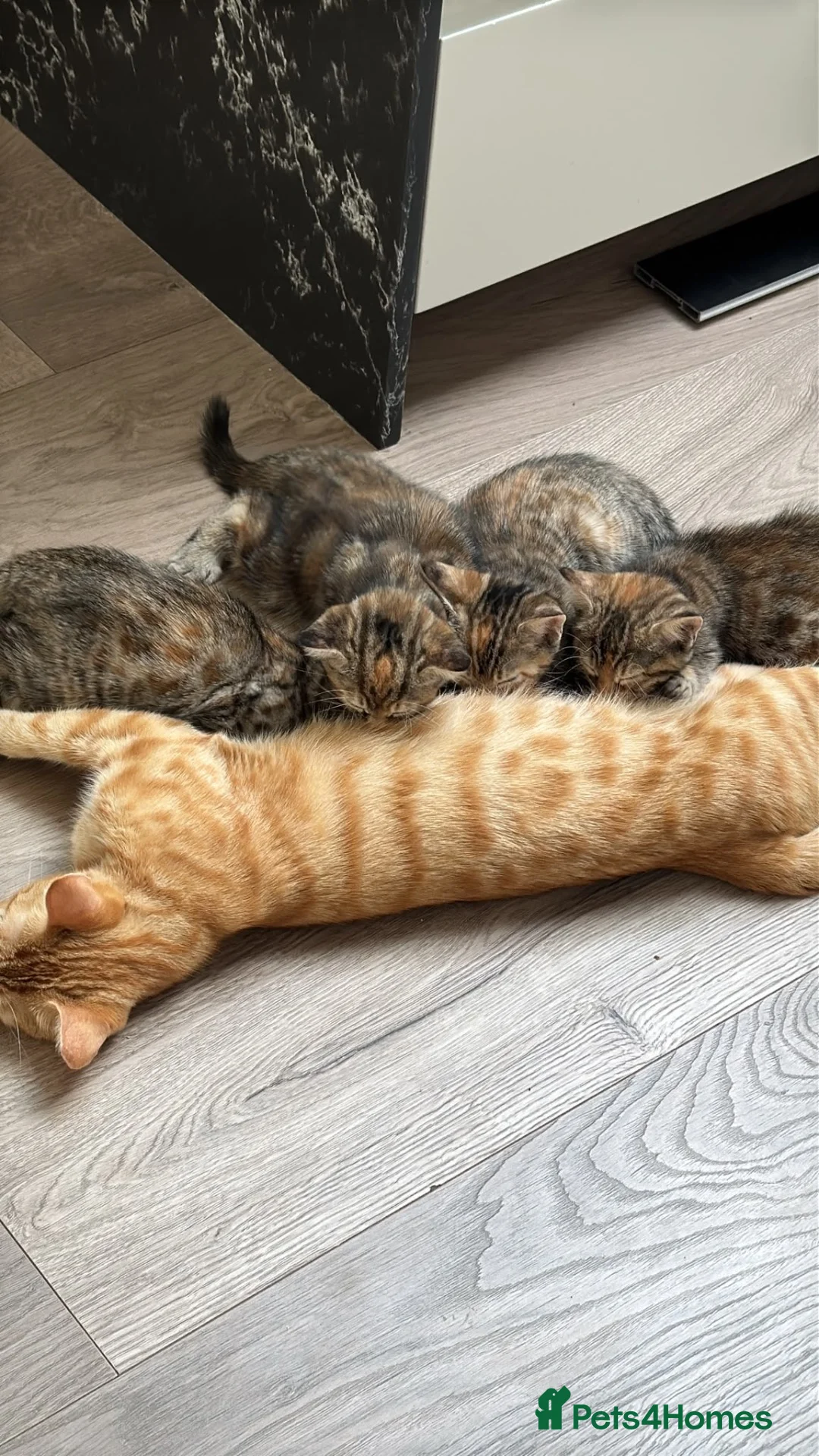 Toyger cats for sale: 3 Baby Toyger Kittens Looking For New Homes - Advert 1