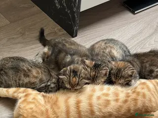 Toyger cats 3 Baby Toyger Kittens Looking For New Homes - Advert 1