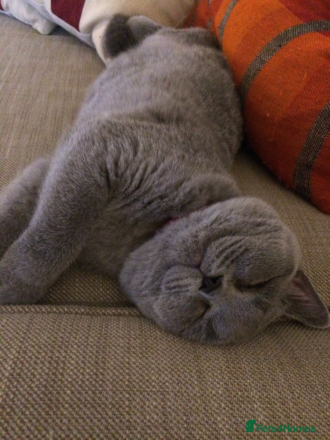 British Shorthair cats for sale: British Shorthair - Reluctant Sale - Advert 1