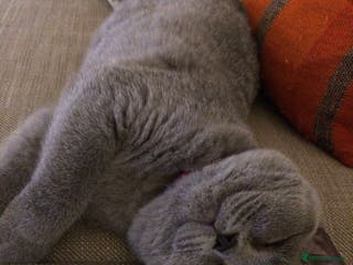 British Shorthair cats British Shorthair - Reluctant Sale - Advert 3