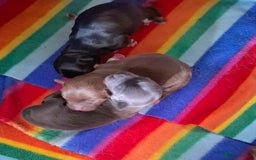 Chihuahua dogs for sale: ❤️Amazing Chihuahua Puppies - Image 14
