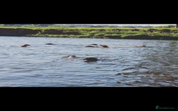 English Springer Spaniel dogs for sale: 2 male english springer pups - Image 14