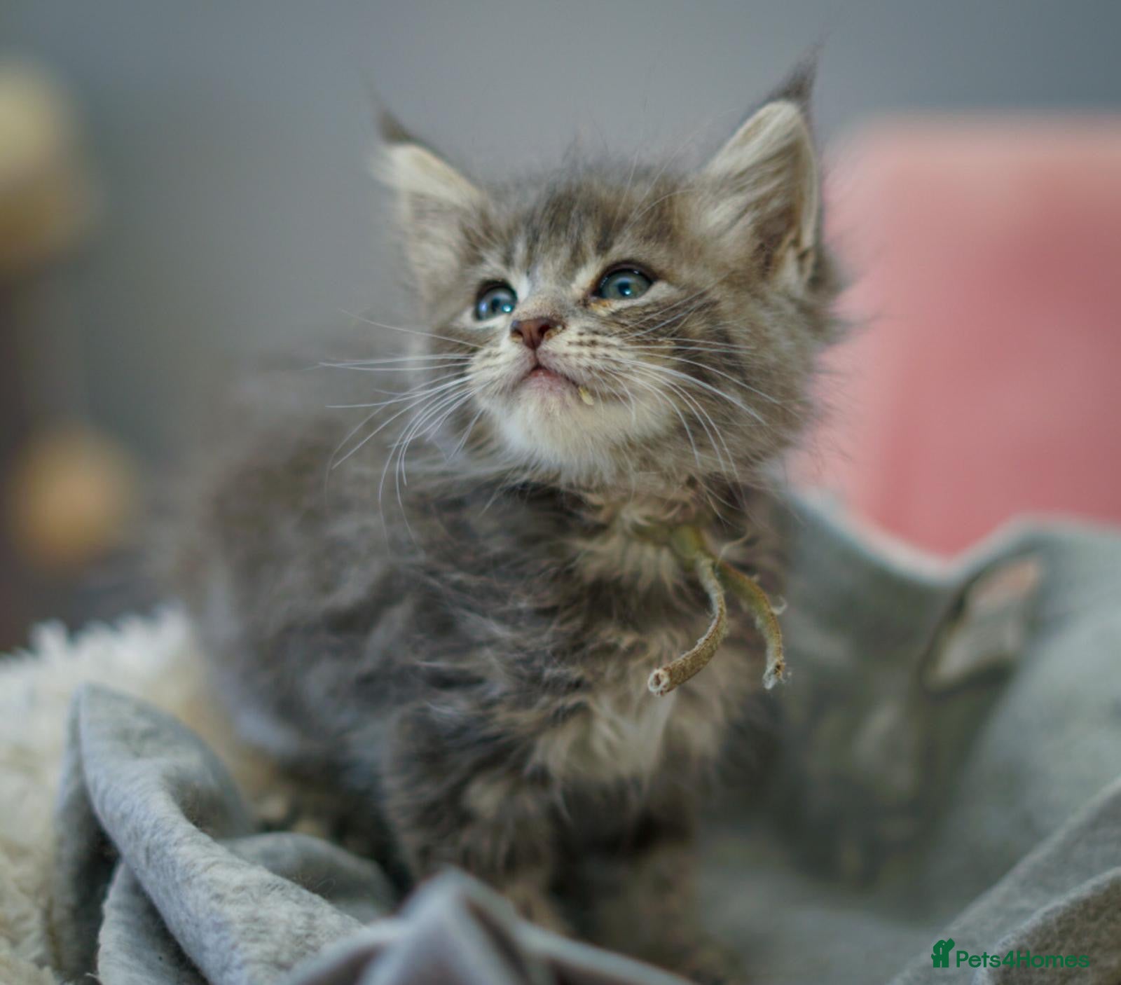 Maine Coon cats Gorgeous full breed Mainecoon kittens ready July  - Advert 13