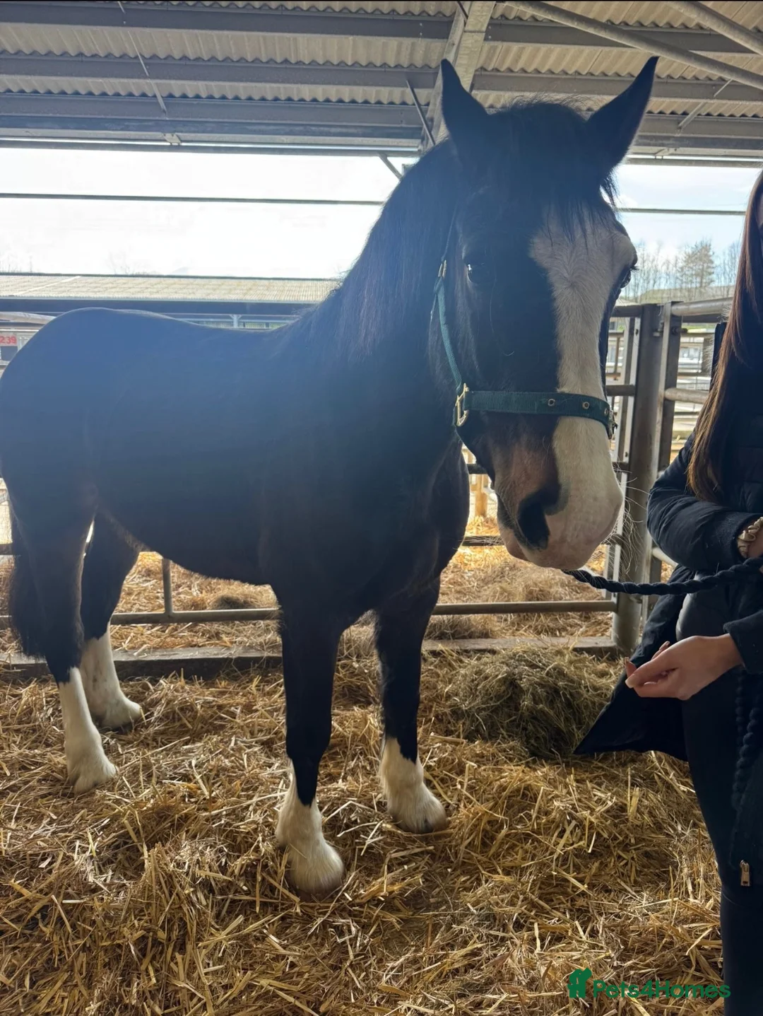 Welsh Section D horses for sale: a top quality section d, for someone on a budget. - Advert 1