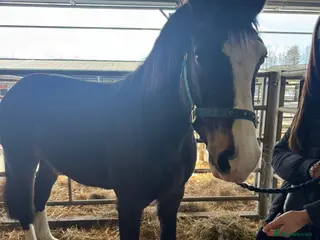 Welsh Section D horses a top quality section d, for someone on a budget. - Advert 1