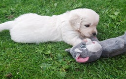 Golden Retriever dogs for sale: Cream Golden Retriever Puppies –Family Raised  - Image 14