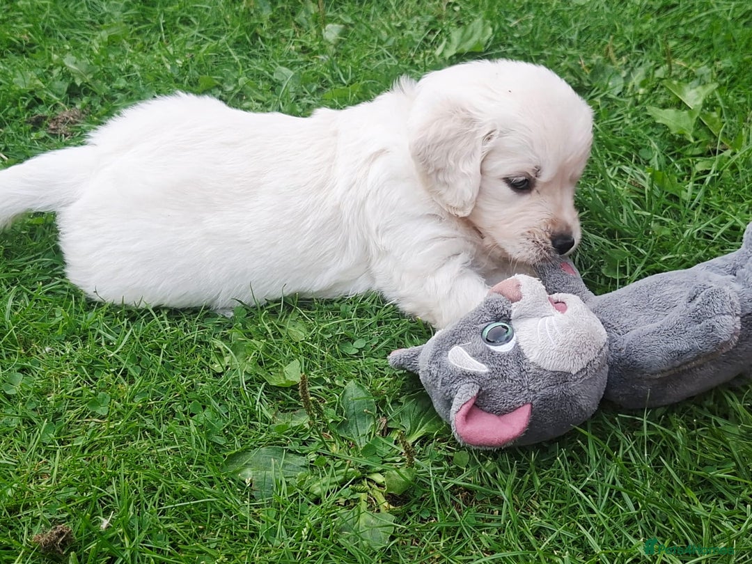 Golden Retriever dogs for sale: Cream Golden Retriever Puppies –Family Raised  - Image 14