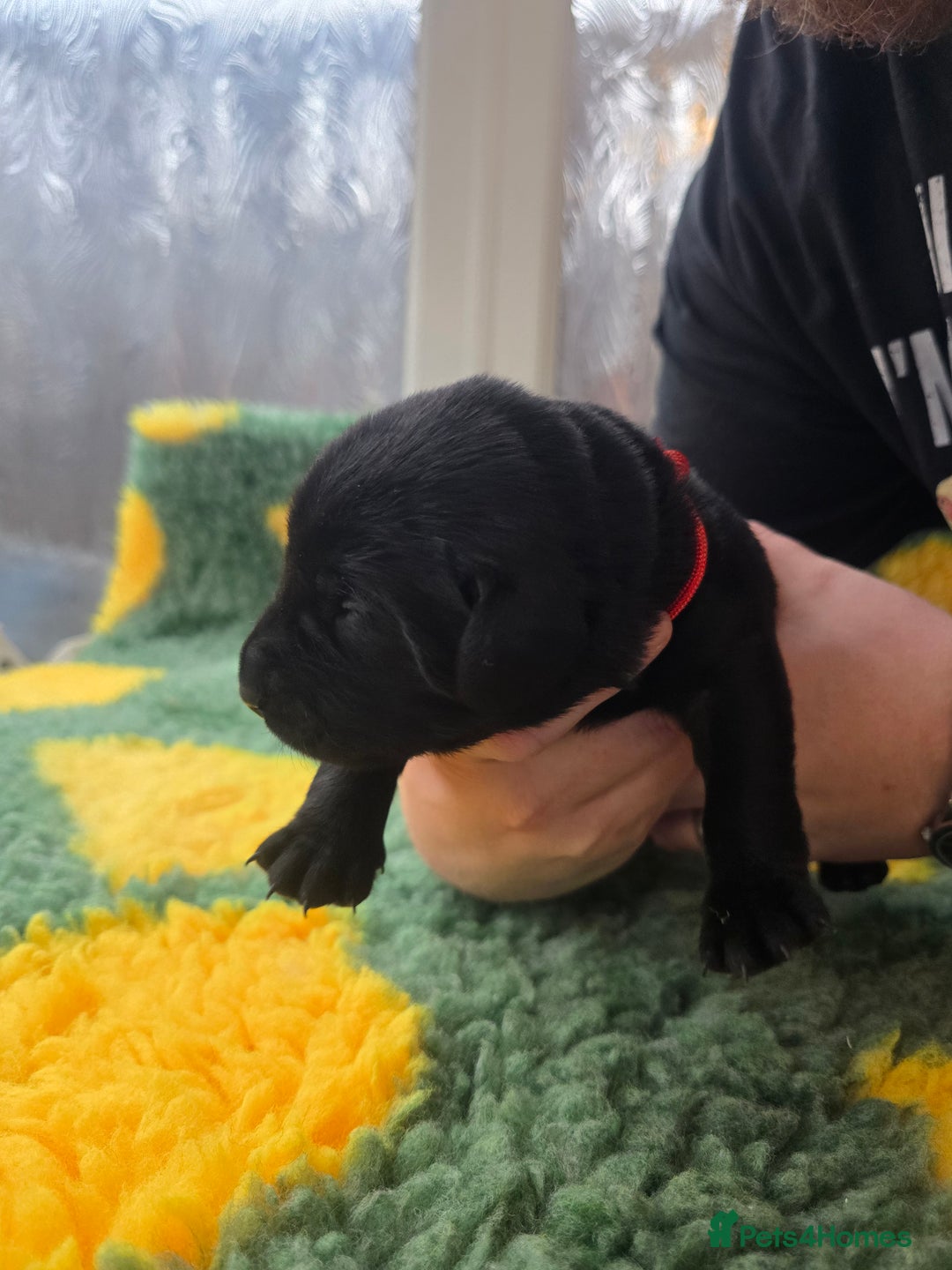 Labrador Retriever dogs for sale: KC Registered Labrador Puppies. - Advert 29