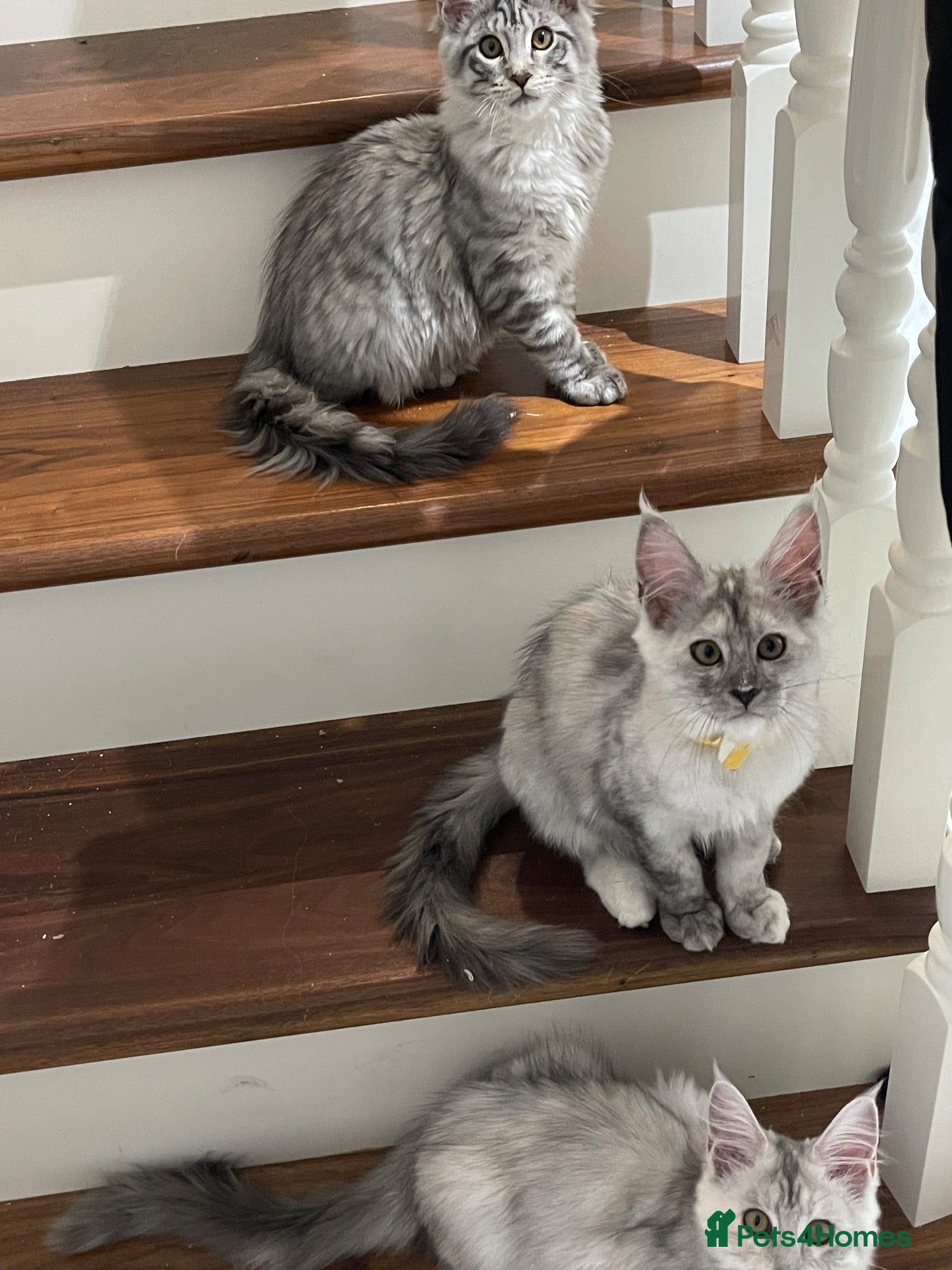 Maine Coon cats 2 beautiful mainecoon kittens ready for a home - Advert 17