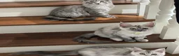Maine Coon cats for sale: 2 beautiful mainecoon kittens ready for a home in Lisburn - Advert 1