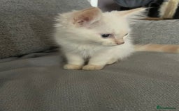 Ragdoll cats for sale: GCCF Beautiful Ragdoll Kittens - Image 10